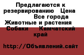 Предлагаются к резервированию › Цена ­ 16 000 - Все города Животные и растения » Собаки   . Камчатский край